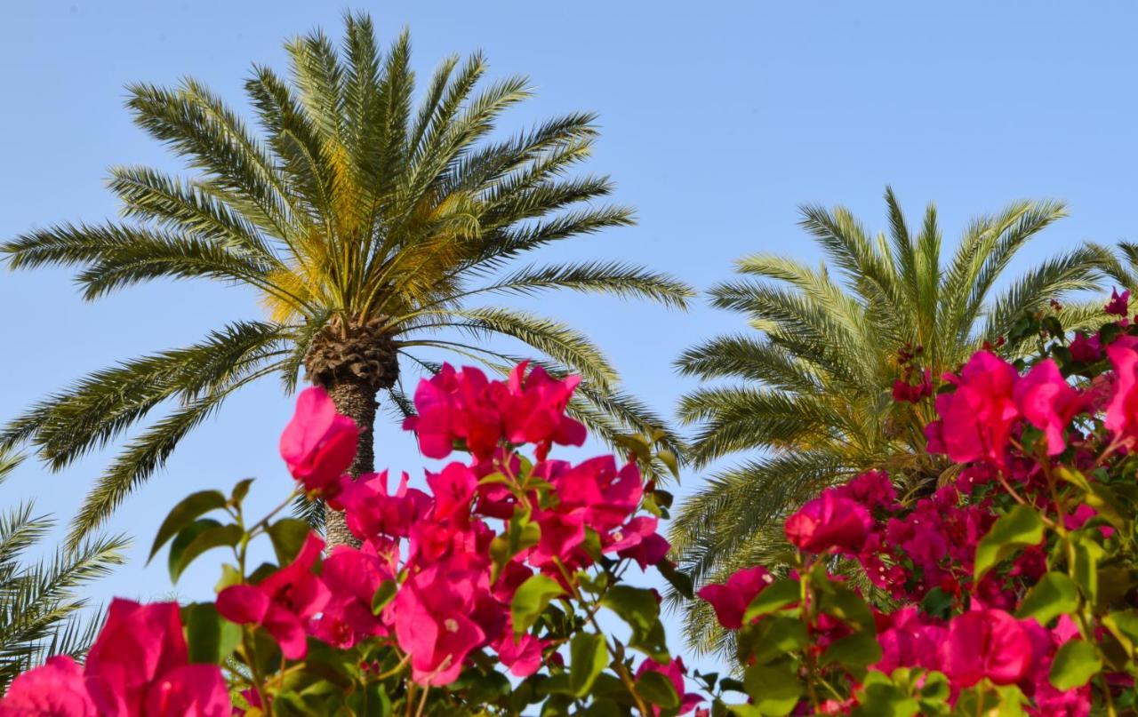 Golden Palms Guest House & Cafe Фамагуста Екстериор снимка